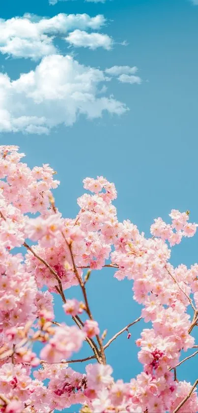 Cherry blossoms against a clear blue sky, creating a serene spring mobile wallpaper.