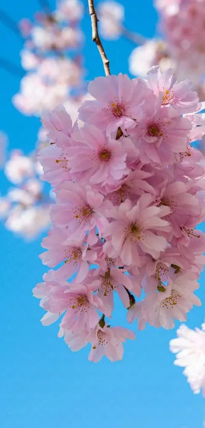 Pink cherry blossoms against a clear blue sky.