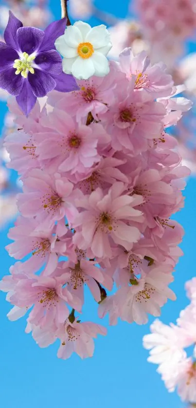 Cherry blossoms against a bright blue sky.