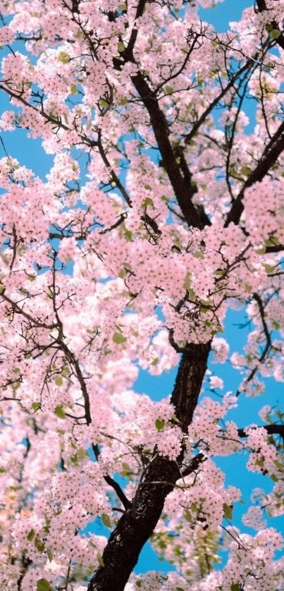 Cherry blossoms on tree with blue sky background.