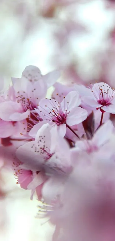 Delicate pale pink cherry blossoms with soft-focus background.