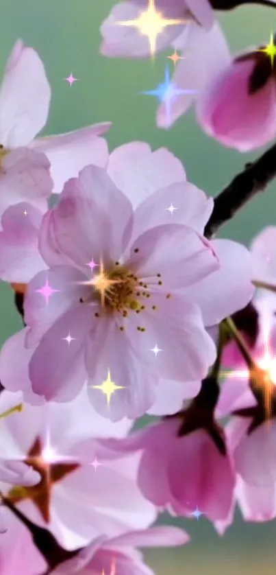 Sparkling cherry blossoms with a soft green background.