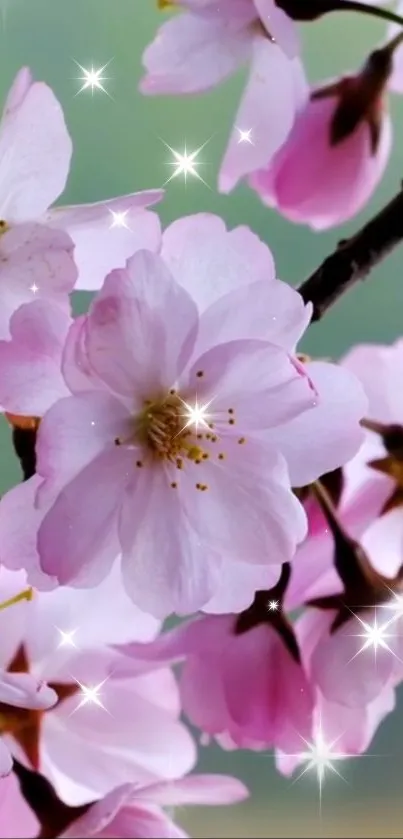 Mobile wallpaper with cherry blossoms and sparkles.