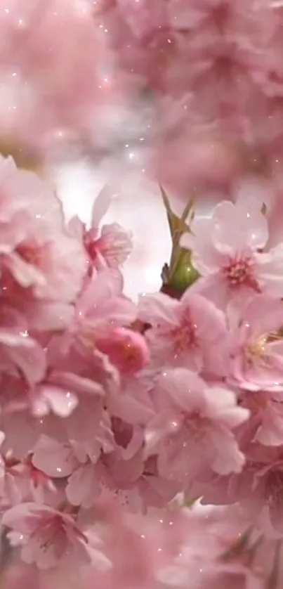 Mobile wallpaper of pink cherry blossoms sparkling gently.