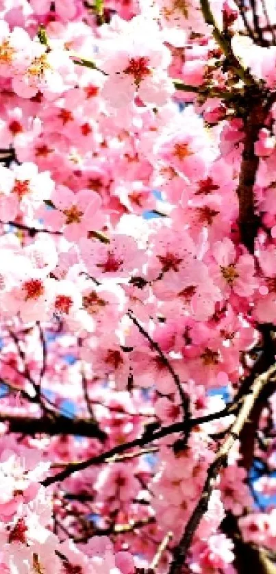 Cherry blossoms in full bloom with pink flowers against a blue sky background.