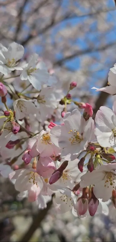 Cherry blossoms in full bloom on a sunny day.