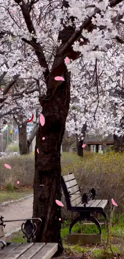 Cherry blossom tree with pink petals falling onto a park bench.