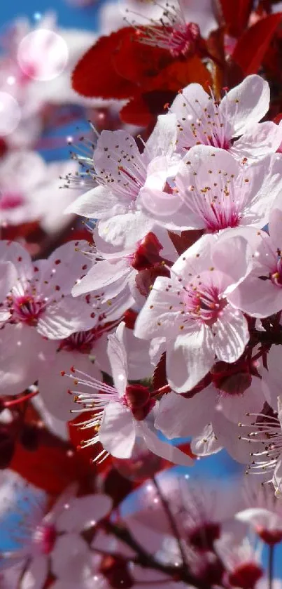 Delicate cherry blossoms against blue sky