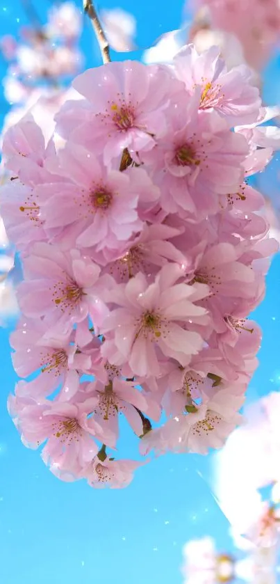 Cherry blossoms against a bright blue sky, creating a serene and vibrant wallpaper.