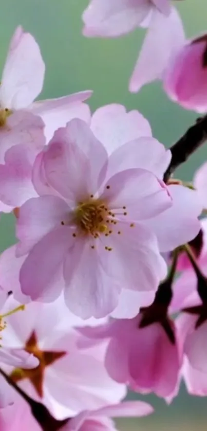 Cherry blossoms with pink petals against a blurred green background.