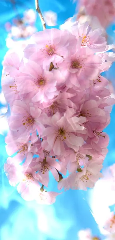 Soft pink cherry blossoms with a vibrant blue sky backdrop.