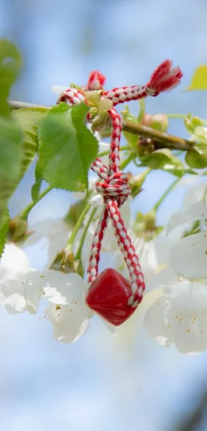 Cherry blossoms with red string on branch in spring.