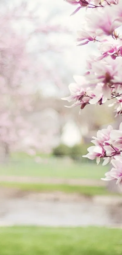 Cherry blossom trees with pink flowers in a serene spring landscape.