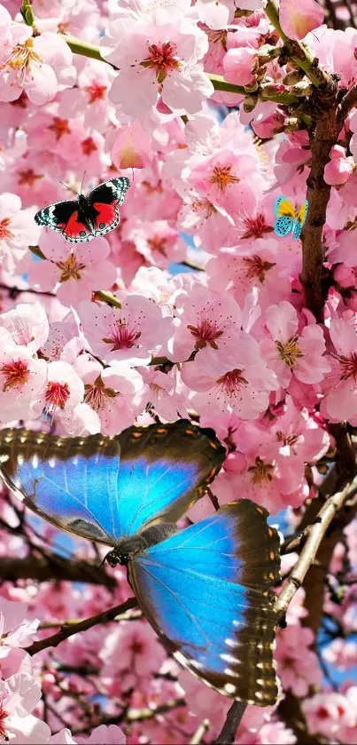 Cherry blossoms in bloom on a sunny day.