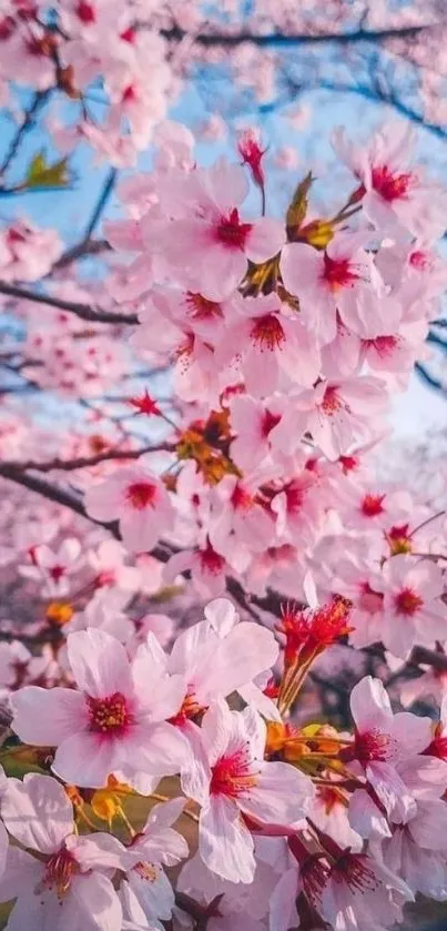 Lovely cherry blossoms against a blue sky, capturing the essence of spring.