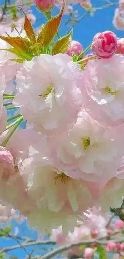 Cherry blossom flowers against a blue sky.