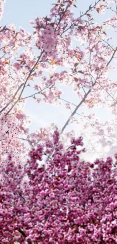 Beautiful cherry blossom wallpaper with pink hues capturing spring essence.