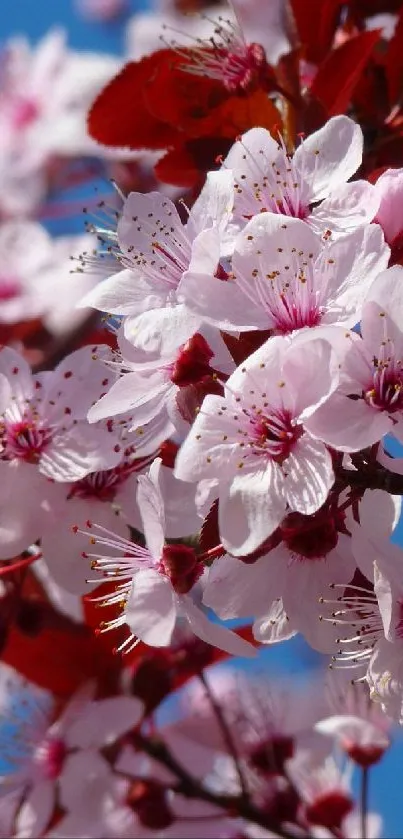 Mobile wallpaper with cherry blossoms against a vibrant blue sky.