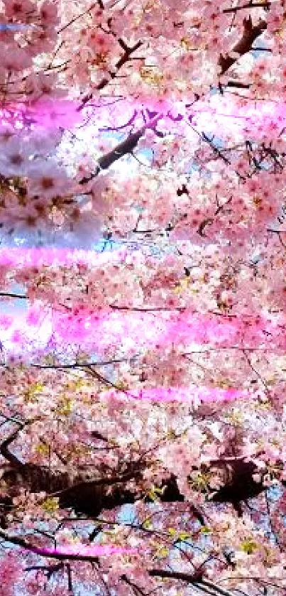 Cherry blossoms in full bloom on a sunny day, featuring pink petals and blue sky.