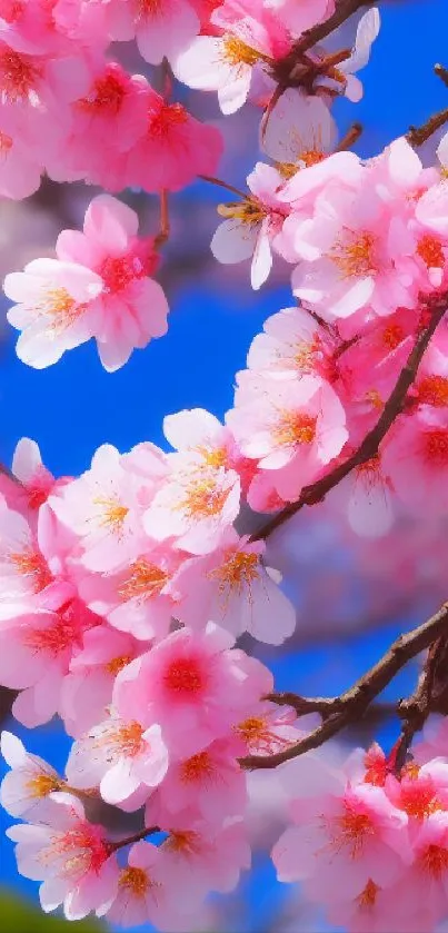 Pink cherry blossoms against a bright blue sky.