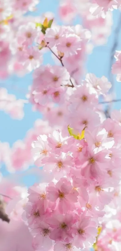 Cherry blossoms under a blue sky, showcasing spring beauty.