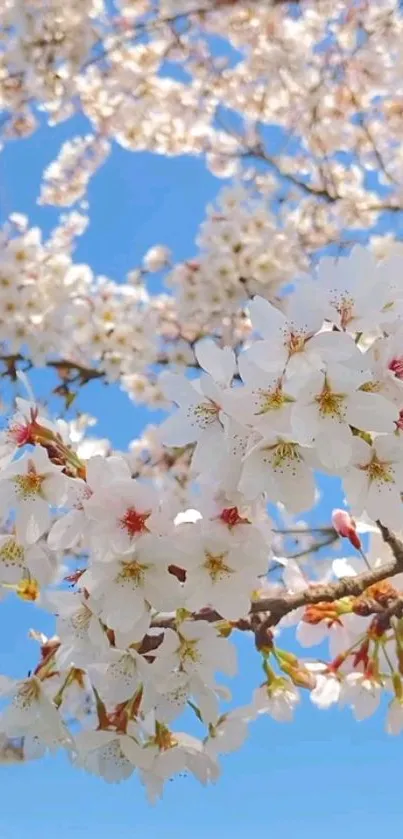 Cherry blossoms with white petals against a clear blue sky.