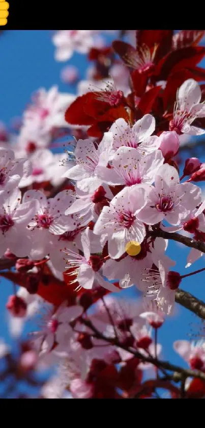 Cherry blossoms against blue sky on mobile wallpaper.