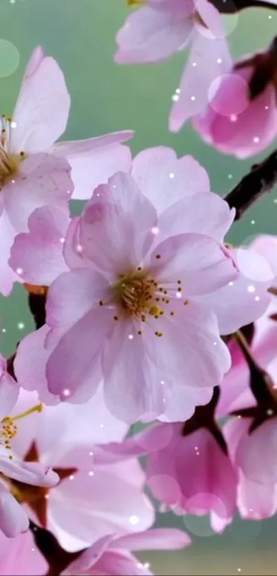 Pink cherry blossoms in full bloom on branches.