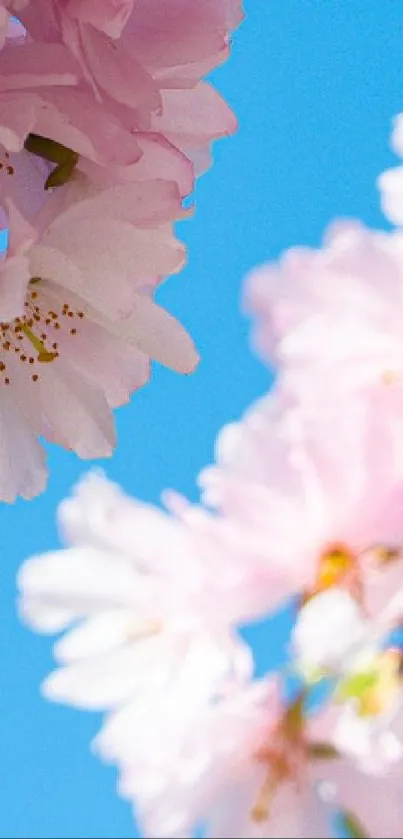 Cherry blossoms beneath a bright blue sky.