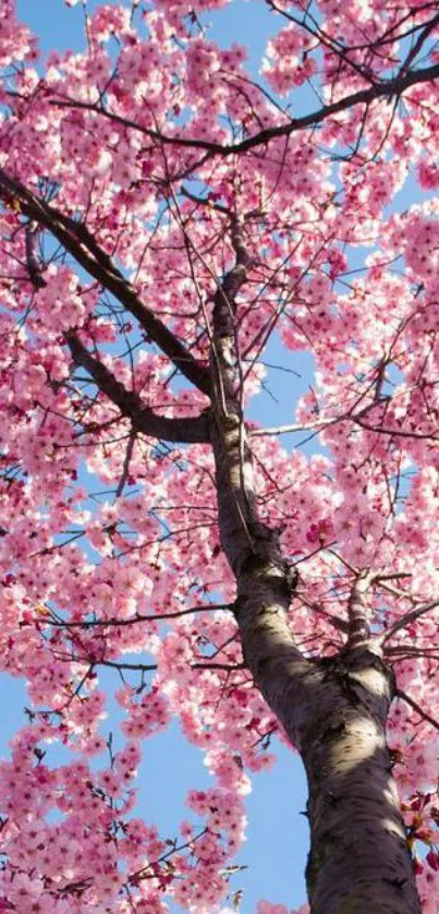 Cherry blossom tree against blue sky mobile wallpaper.