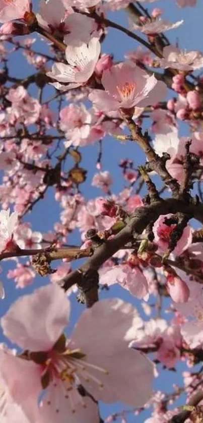 Cherry blossom branches with pink flowers against a blue sky.