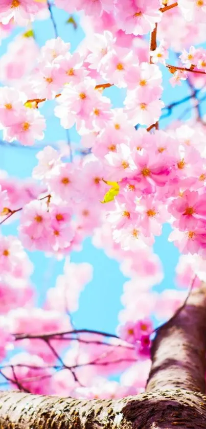 Cherry blossom wallpaper with pink flowers and blue sky.