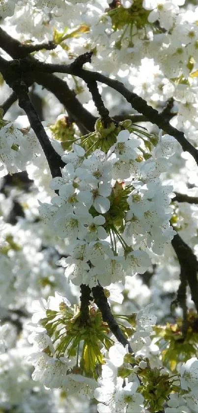 Cherry blossom branches with white flowers in a spring setting.