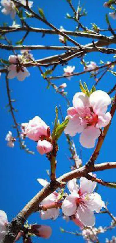 Cherry blossom branches against a vivid blue sky.