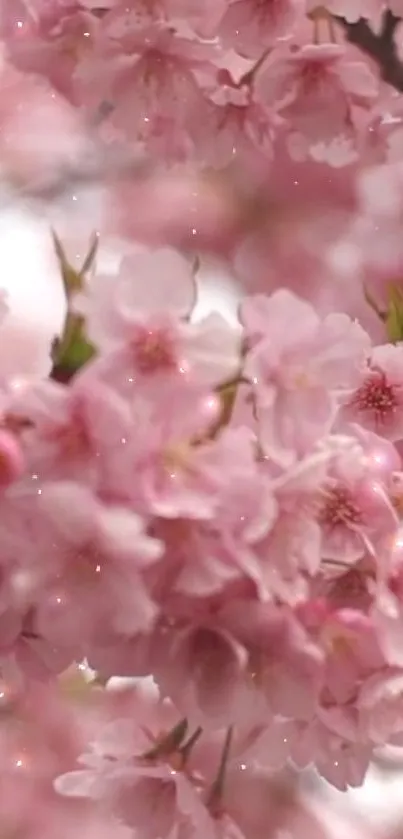 Cherry blossom wallpaper with pink flowers in full bloom.