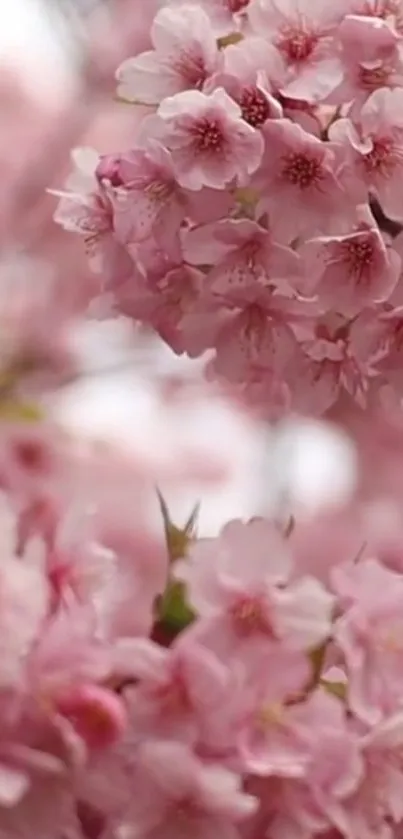 Mobile wallpaper of pink cherry blossoms in spring bloom.