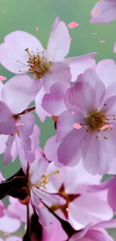 Cherry blossom wallpaper with pink flowers on branches.