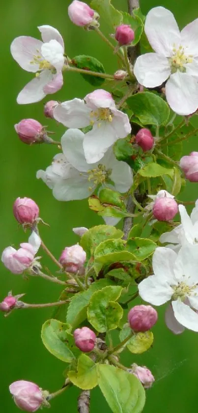 Cherry blossoms with pink buds on green background.