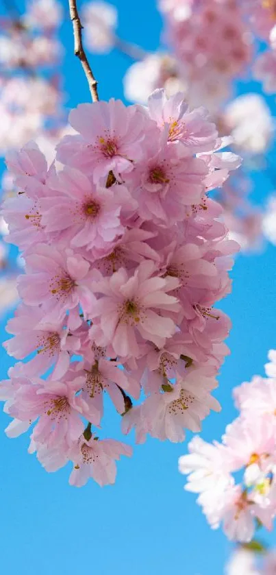 Cherry blossoms against a clear blue sky on a mobile wallpaper.