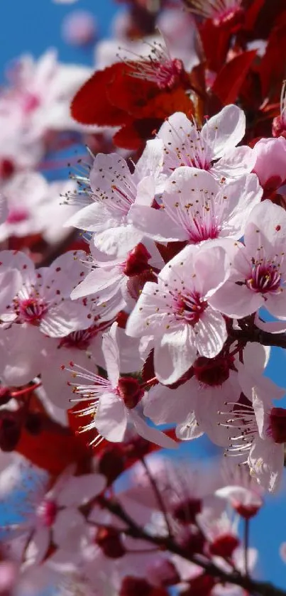 Vibrant pink cherry blossoms against a blue sky in spring.