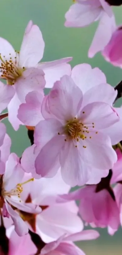 Cherry blossoms with pink petals on a branch.