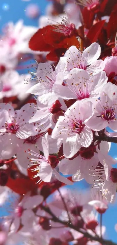 Cherry blossoms with pink petals under a sunny blue sky.