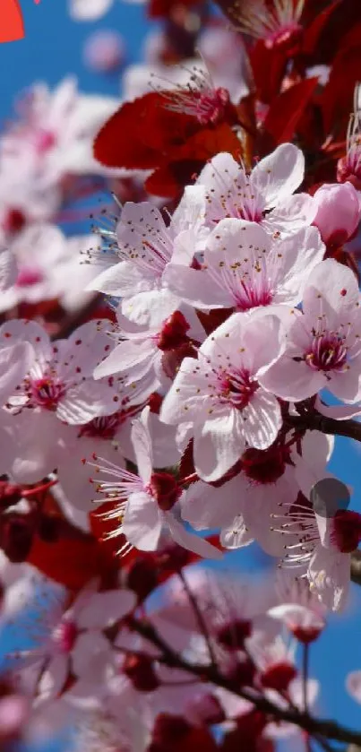 Cherry blossoms with vibrant pink flowers against a blue sky.