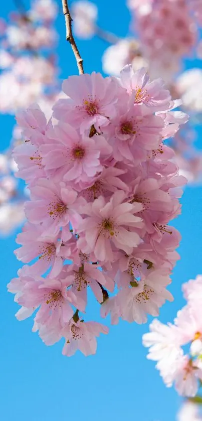 Cherry blossoms blooming on a branch against a clear blue sky.