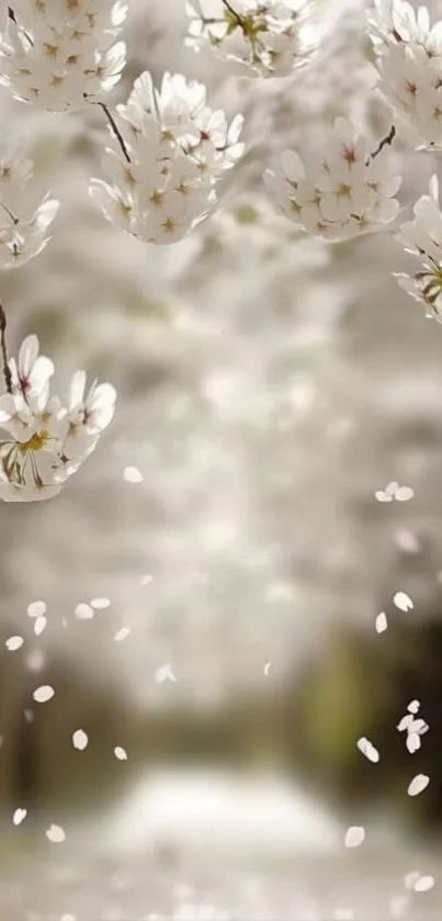 Cherry blossoms in bloom with petals falling gracefully on a blurred background.