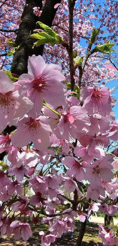 Cherry blossoms in full bloom under a clear blue sky.