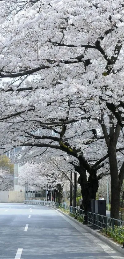 Serene street lined with cherry blossom trees.