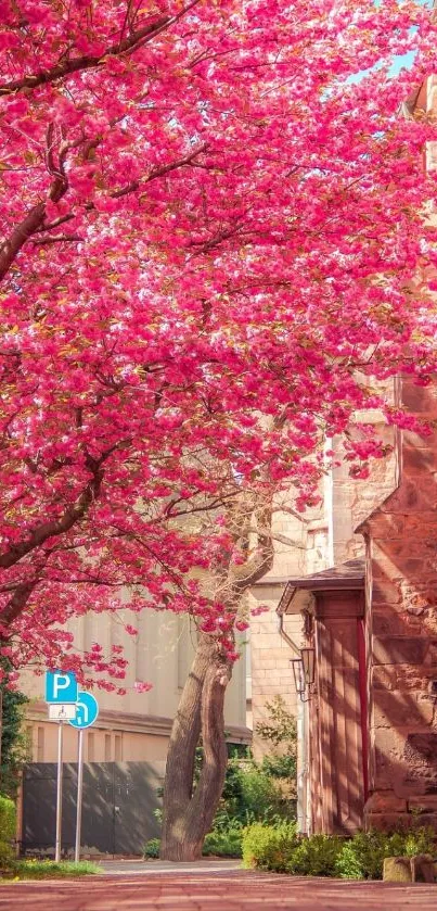 Cherry blossom trees along a tranquil urban street.