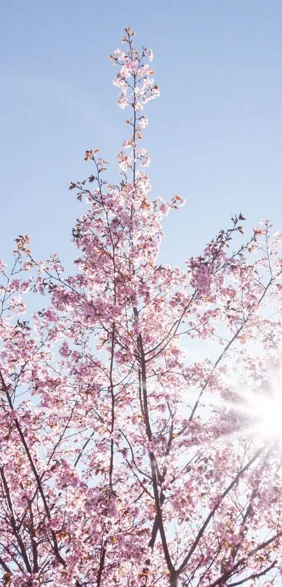 Cherry blossoms against a blue sky with sun shining through.