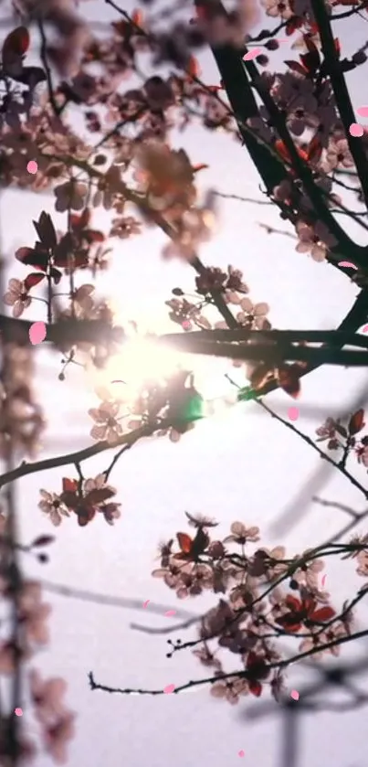 Cherry blossom branches with sunlight shining through.